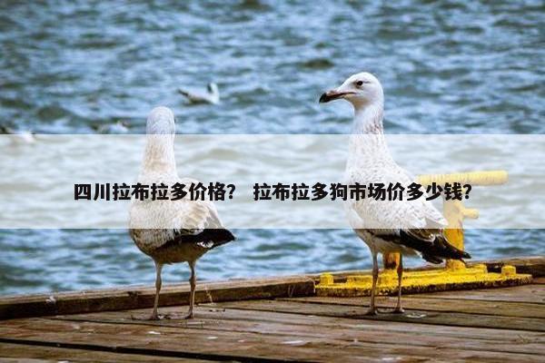 四川拉布拉多价格? 拉布拉多狗市场价多少钱?