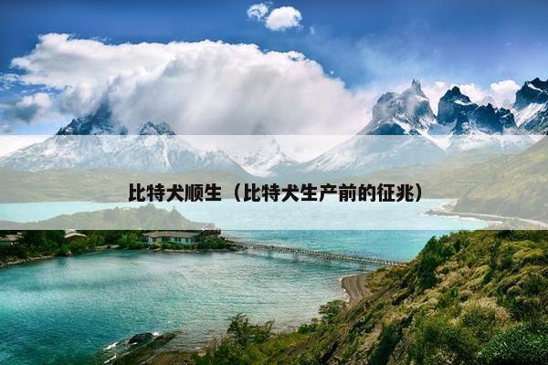 比特犬顺生(比特犬生产前的征兆)
