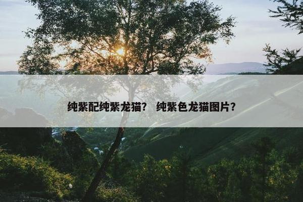 纯紫配纯紫龙猫？ 纯紫色龙猫图片？