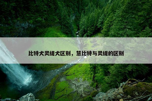 比特犬灵缇犬区别,慧比特与灵缇的区别