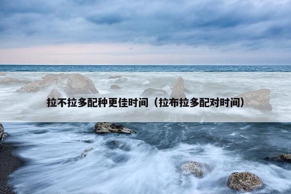 拉不拉多配种更佳时间（拉布拉多配对时间）