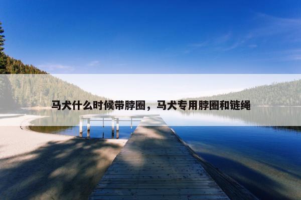 马犬什么时候带脖圈,马犬专用脖圈和链绳