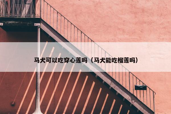 马犬可以吃穿心莲吗（马犬能吃榴莲吗）