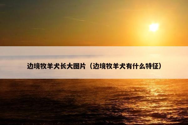 边境牧羊犬长大图片(边境牧羊犬有什么特征)