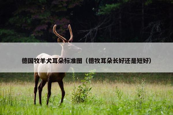 德国牧羊犬耳朵标准图(德牧耳朵长好还是短好)