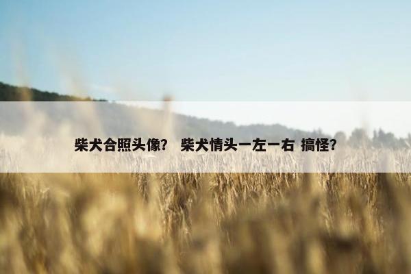 柴犬合照头像？ 柴犬情头一左一右 搞怪？