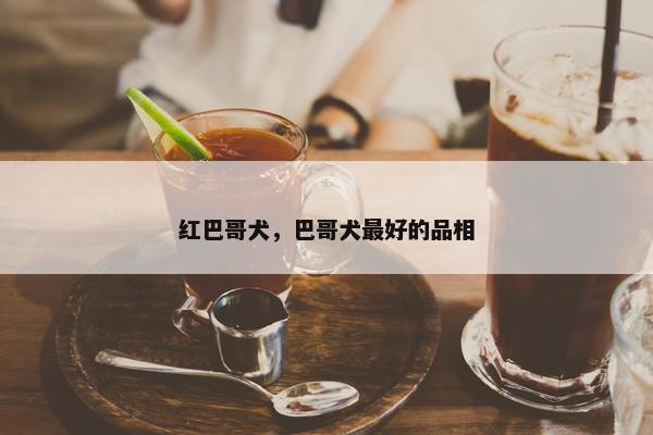 红巴哥犬,巴哥犬最好的品相