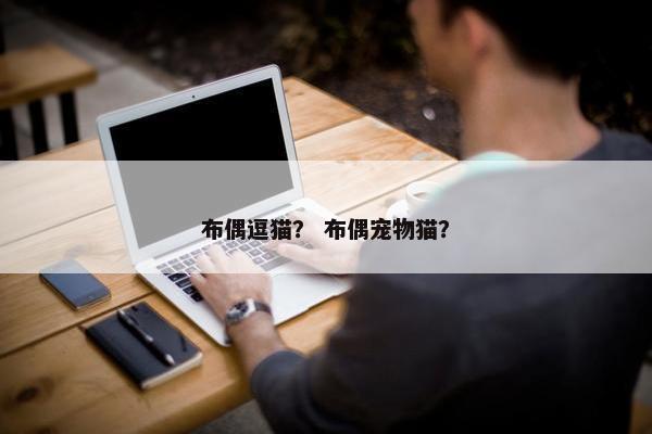 布偶逗猫？ 布偶宠物猫？