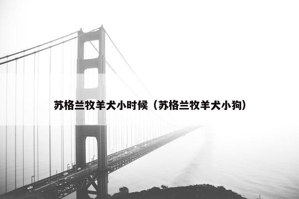 苏格兰牧羊犬小时候（苏格兰牧羊犬小狗）