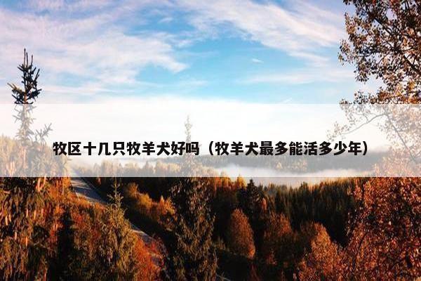 牧区十几只牧羊犬好吗（牧羊犬最多能活多少年）