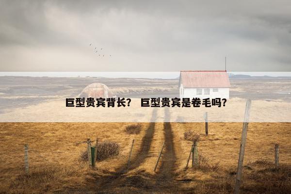 巨型贵宾背长？ 巨型贵宾是卷毛吗？