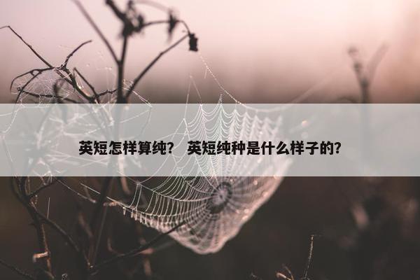 英短怎样算纯? 英短纯种是什么样子的?