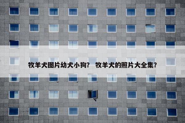 牧羊犬图片幼犬小狗? 牧羊犬的照片大全集?