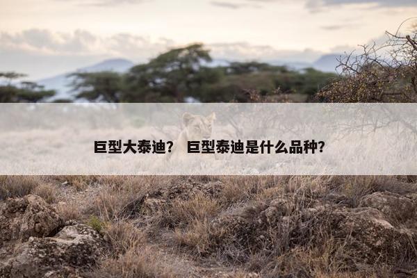 巨型大泰迪? 巨型泰迪是什么品种?