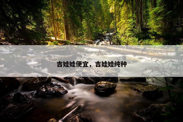 吉娃娃便宜，吉娃娃纯种
