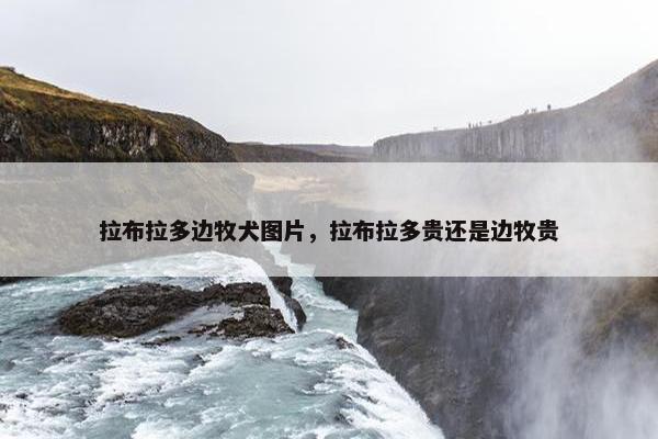拉布拉多边牧犬图片，拉布拉多贵还是边牧贵