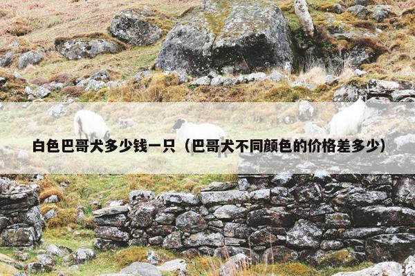 白色巴哥犬多少钱一只（巴哥犬不同颜色的价格差多少）