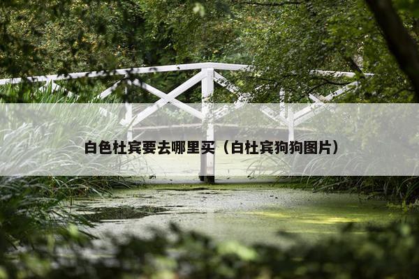白色杜宾要去哪里买（白杜宾狗狗图片）