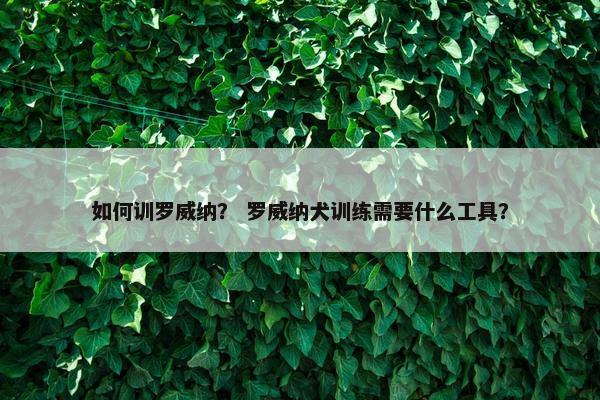 如何训罗威纳？ 罗威纳犬训练需要什么工具？