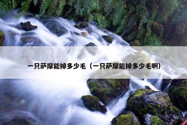一只萨摩能掉多少毛（一只萨摩能掉多少毛啊）