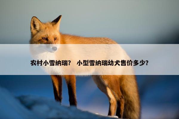 农村小雪纳瑞? 小型雪纳瑞幼犬售价多少?