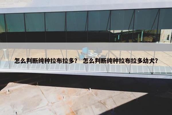 怎么判断纯种拉布拉多？ 怎么判断纯种拉布拉多幼犬？