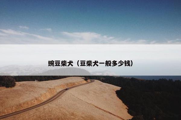 豌豆柴犬（豆柴犬一般多少钱）