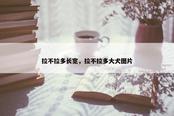 拉不拉多长宽，拉不拉多大犬图片