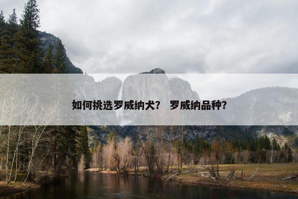 如何挑选罗威纳犬？ 罗威纳品种？