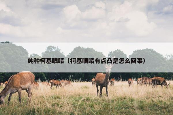 纯种柯基眼睛（柯基眼睛有点凸是怎么回事）