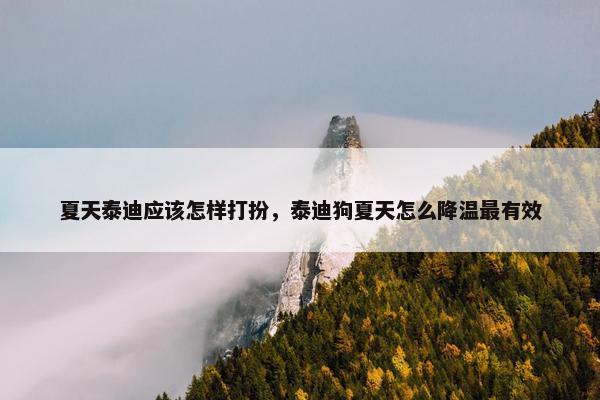 夏天泰迪应该怎样打扮，泰迪狗夏天怎么降温最有效