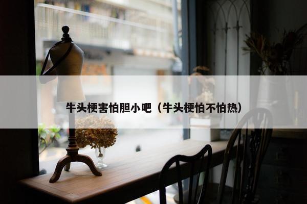 牛头梗害怕胆小吧(牛头梗怕不怕热)