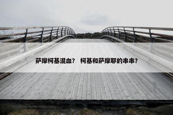 萨摩柯基混血? 柯基和萨摩耶的串串?