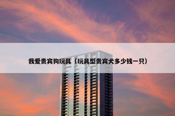 我爱贵宾狗玩具（玩具型贵宾犬多少钱一只）