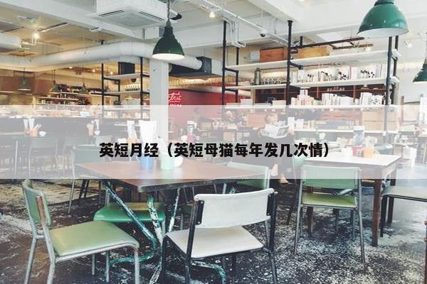英短月经（英短母猫每年发几次情）