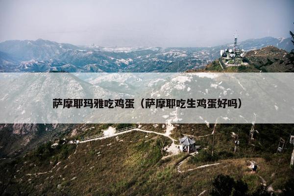 萨摩耶玛雅吃鸡蛋(萨摩耶吃生鸡蛋好吗)