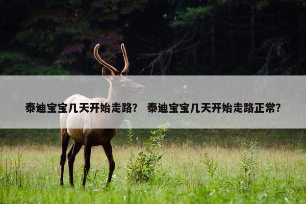 泰迪宝宝几天开始走路？ 泰迪宝宝几天开始走路正常？