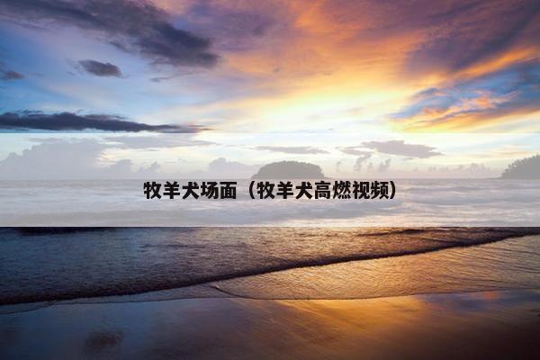 牧羊犬场面（牧羊犬高燃视频）