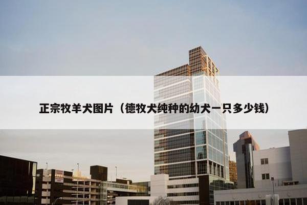 正宗牧羊犬图片（德牧犬纯种的幼犬一只多少钱）