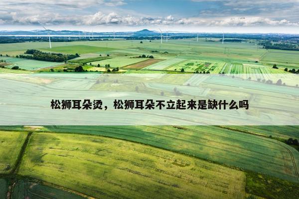 松狮耳朵烫，松狮耳朵不立起来是缺什么吗