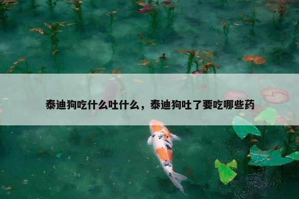 泰迪狗吃什么吐什么，泰迪狗吐了要吃哪些药