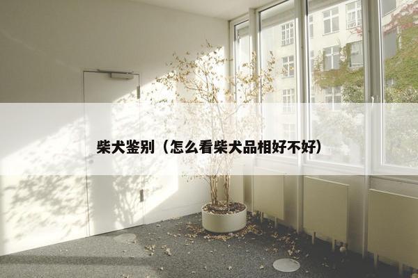 柴犬鉴别（怎么看柴犬品相好不好）