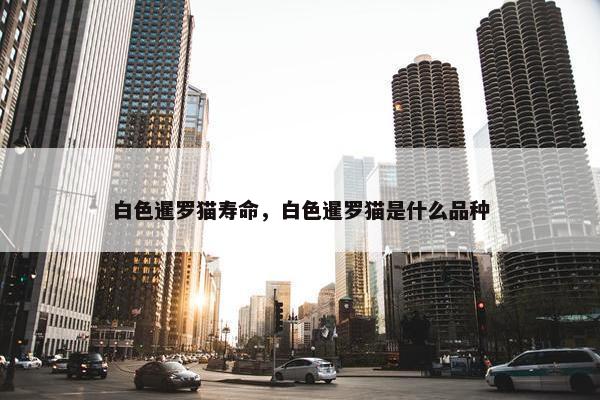 白色暹罗猫寿命，白色暹罗猫是什么品种