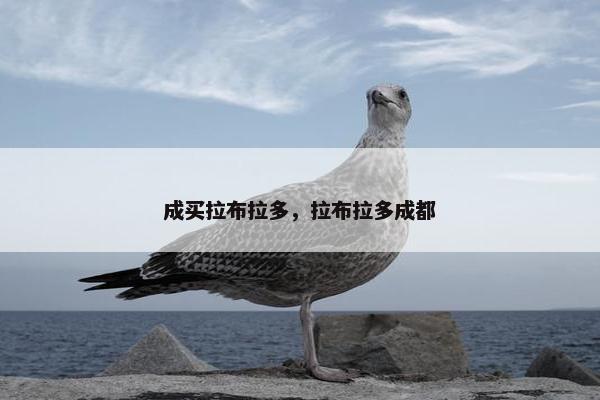 成买拉布拉多，拉布拉多成都
