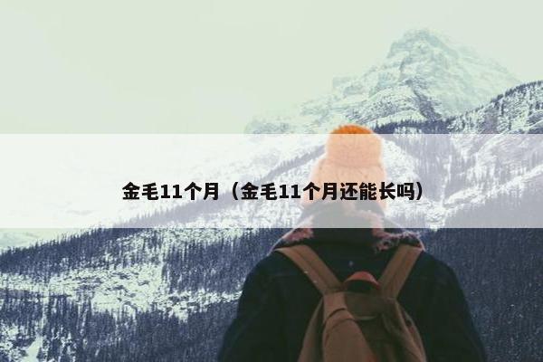 金毛11个月（金毛11个月还能长吗）