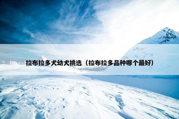 拉布拉多犬幼犬挑选（拉布拉多品种哪个最好）