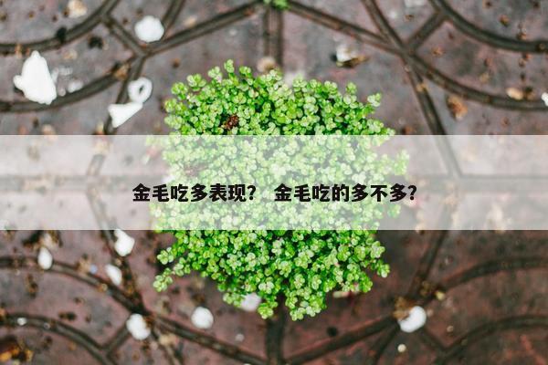 金毛吃多表现？ 金毛吃的多不多？