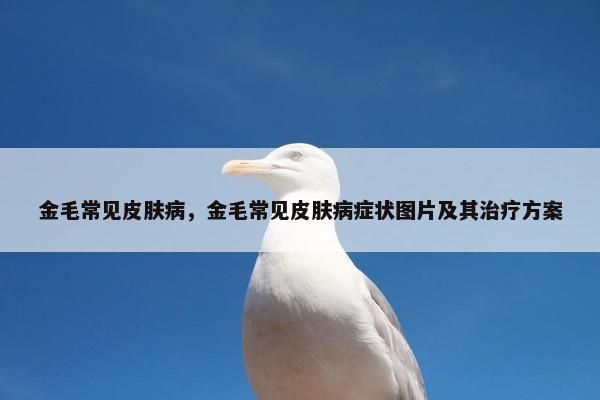 金毛常见皮肤病，金毛常见皮肤病症状图片及其治疗方案