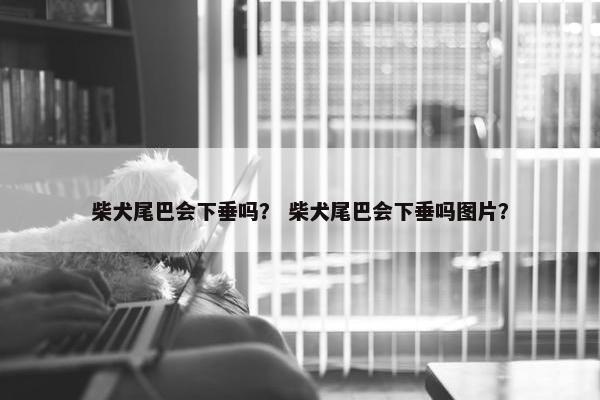柴犬尾巴会下垂吗？ 柴犬尾巴会下垂吗图片？