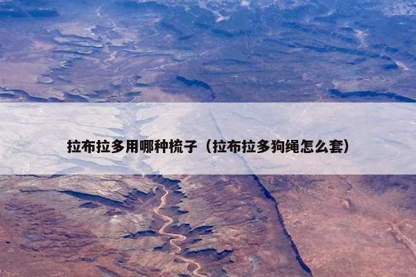 拉布拉多用哪种梳子（拉布拉多狗绳怎么套）